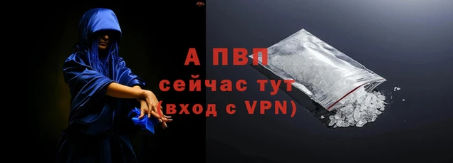 сатива Новозыбков