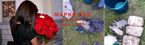 сатива Новозыбков