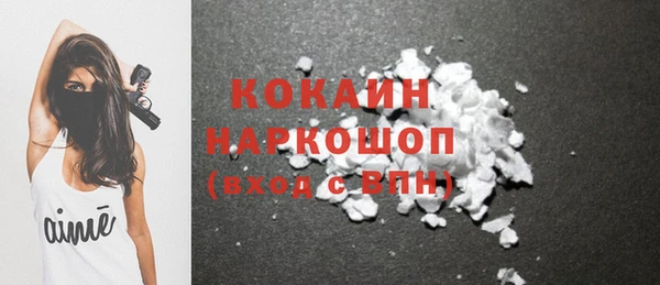 сатива Новозыбков